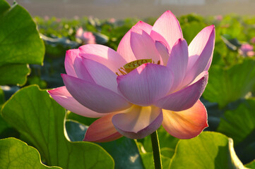 Obraz premium Blossoming lotus flowers