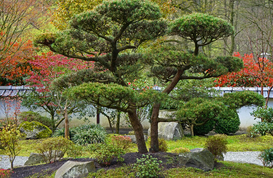 A whimsical pine tree in the middle of the Japanese garden in Bielefeld.