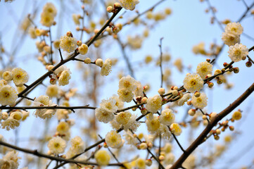 blossoming plum blossom in spring	