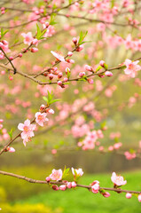 blossom in spring