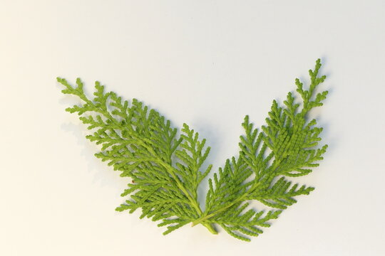 leaves of Thuja Orientalis on white background