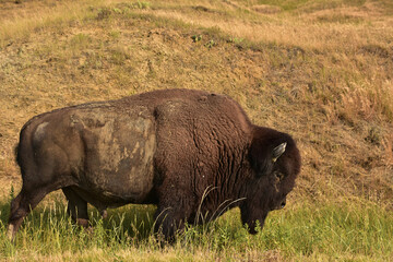 Fototapeta premium Large American Buffalo Meandering Along in Tall Grass