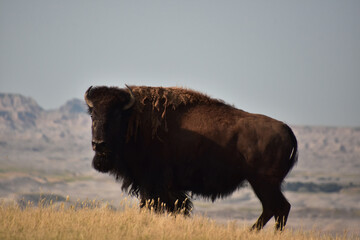 North American Buffalo on the Rim of a Canyon