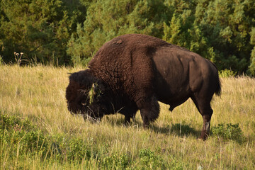 Grazing Bison in a Large Grass Field