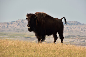 American Buffalo with His Tongue Out