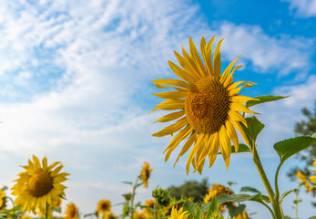 Sunflower against a blue sky with white clouds. End of summer, big yellow flowers bloom - sunflower.
