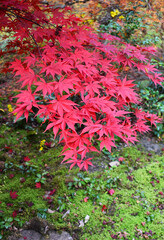 真っ赤な紅葉と苔