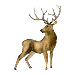 Naklejka na ściany i meble Deer, horned animal watercolor illustration isolated on white background