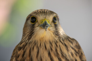 Surprise - Überraschung