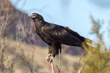 Obraz premium Wedge-tailed Eagle in Northern Territory Australia