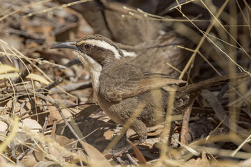 White-browed Babbler in Northern Territory Australia