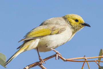 White-plumed Honeyeater in Northern Territory Australia