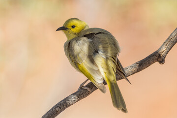 White-plumed Honeyeater in Northern Territory Australia