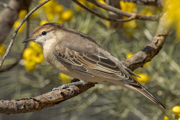 White-winged Triller in Northern Territory Australia