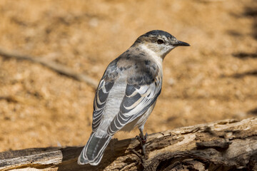 White-winged Triller in Northern Territory Australia