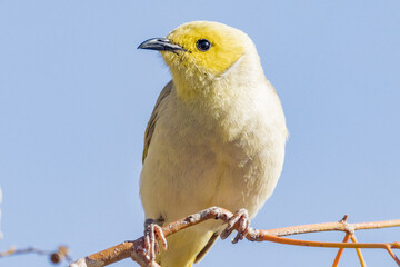 White-plumed Honeyeater in Northern Territory Australia