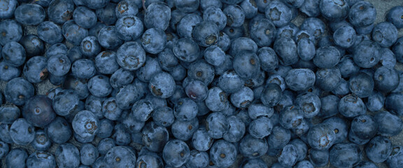 Fototapeta na wymiar Top view background from freshly picked blueberries. Blueberry texture close-up blueberry