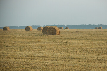 Fototapeta premium Hay rolls on meadow against sunrise background.