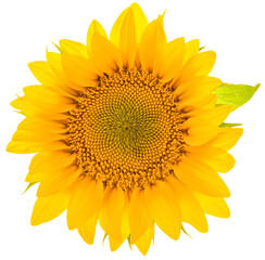 PNG flower head. Sunflower bloom transparent background