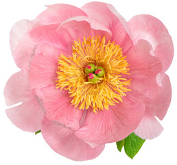PNG flower head. Peony blossom transparent background