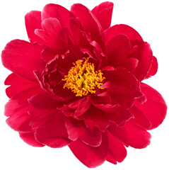 Peony bloom PNG flower head transparent background - 525003899