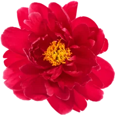  Peony bloom PNG flower head transparent background © LiliGraphie