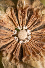 The brown and dry remains of a flower head, the petals still beautiful in their desiccated form.