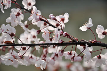 blossoming in spring