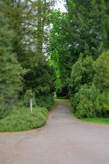 Fototapeta na wymiar Empty park alley between tight trees - vertical image