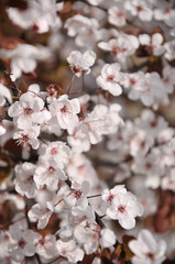 blossoming in spring