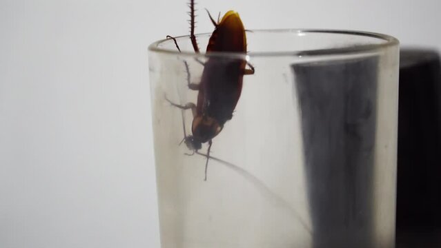 Cockroach Crawling onto the Rim of a Glass and Going Inside. Macro Shot of Small Brown Insect inside a House.
