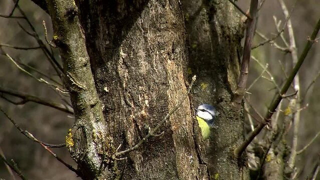 Eine Blaumeise piekt am Stamm eines Hartriegels von der Rinde