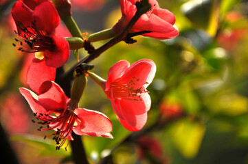 Chinese Flowing Crabapple