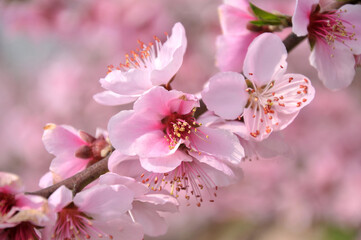 pink cherry blossoms