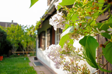 Syringa officinalis flower branch close-up in the garden of rustic beautiful house in the heart of the city