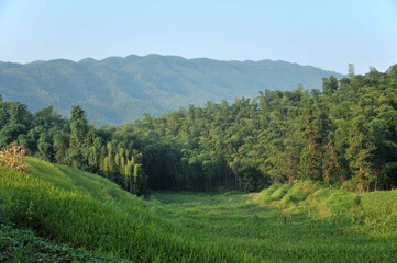 sun shining through the bamboo forest