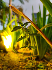 Obraz premium lily of the valley in the garden