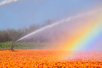 Fototapeta premium A sprinkler system irrigates the flowering tulip fields near Julianadorp, Holland.