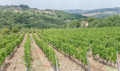 Fototapeta na wymiar lines of grapevines in hilly vineayard, near Greve in Chianti, Italy
