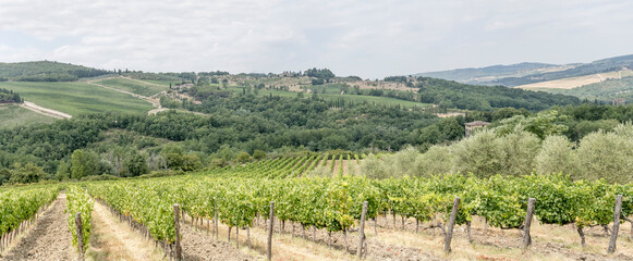 vines in hilly vineayard, near Castellina in Chianti, Italy