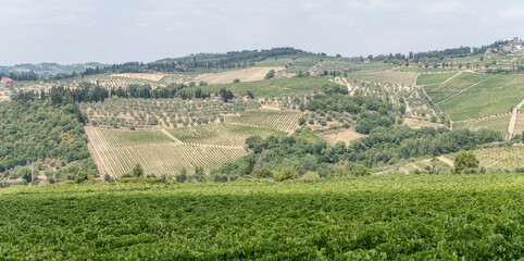 hilly landscape over a sea of vines, near Ponzano in Chianti, Italy