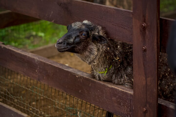 Animals in an aviary in a small city zoo. Animals are fed from the hands of visitors, and children can pet them