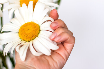 A woman's hand touches a daisy. Medium plan, selective snapshot. Selective focus. The beauty industry.