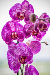 A beautiful tiger orchid flower in a blurry background on a window indoors at home. A flower of a bright orchid on a blur background. Selective focus.
