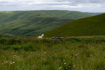 Landscape. A picturesque meadow with a white dog and a view of the mountains.