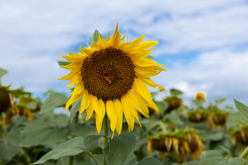 A large sunflower on the background of a sunflower field and a blue sky.