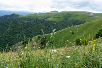 An alluring landscape of bright summer mountain meadows with wildflowers.