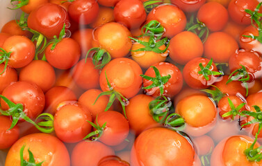 Group of red or orange tomato(the edible berry of the plant Solanum lycopersicum) with green shelf underwater. Fresh organic tomatoes clean in water, wash organic vegetable befor cooking,hight vitamin