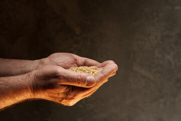 Close up of male hands holding small amount of wheat seeds. Lack of food and hunger concept