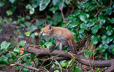 Obraz premium Fox cubs playing near their den